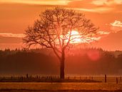 Sunset tree van Ben Bokeh thumbnail