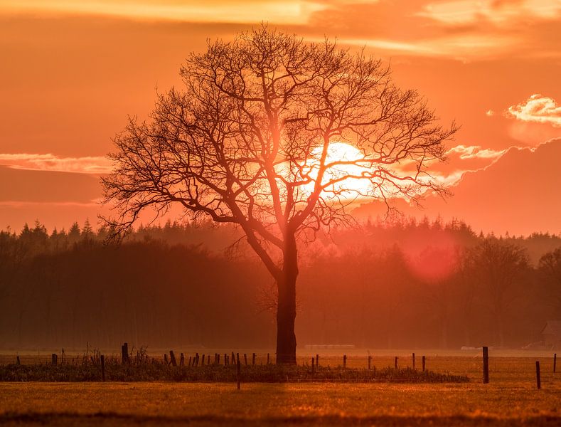 Sunset tree van Ben Bokeh