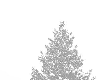 Ein Nadelbaum-Wipfel mit schneebedeckten Spitzen