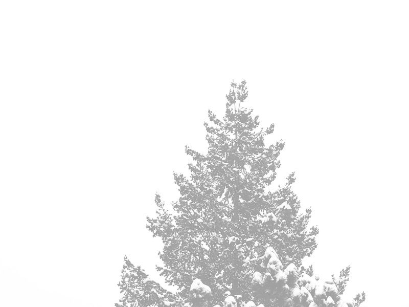 Ein Nadelbaum-Wipfel mit schneebedeckten Spitzen von Jörg Hausmann