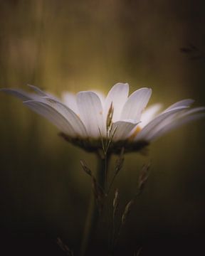 Fairytale daisy van Sandra Hazes