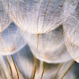 Light catcher by Daniela Beyer