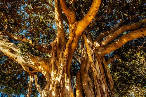 Tree trunk and root network Ficus