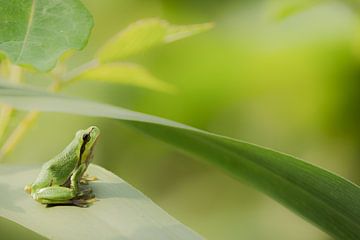 Laubfrosch von Peter Lambrichs