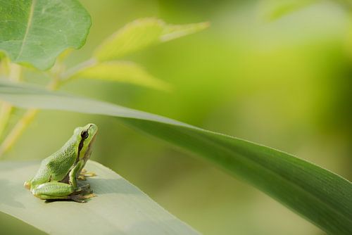 Tree frog by Peter Lambrichs