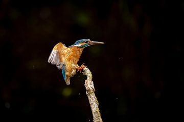 Kingfisher, Alcedo atthis. A Portrait. by Gert Hilbink