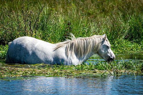 Paard aan het afkoelen