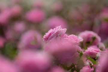 Een roos in roze in volle bloei van Joachim Küster