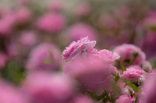 Eine Rose in pink in voller Blüte von Joachim Küster