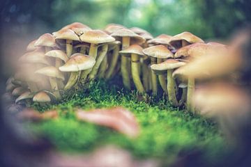 Groepje paddenstoelen van Loes van Dijk