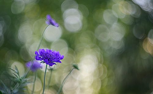 Scabiosa flower with beautiful bokeh background