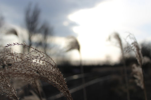 Riet