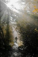 Zonneharpen en wandelaar met hond in het bos van Einde Gooi te Hilversum met zonlicht