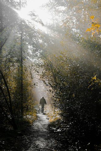 Sun harps and hiker with dog in the forest of End of Gooi in Hilversum with sunlight