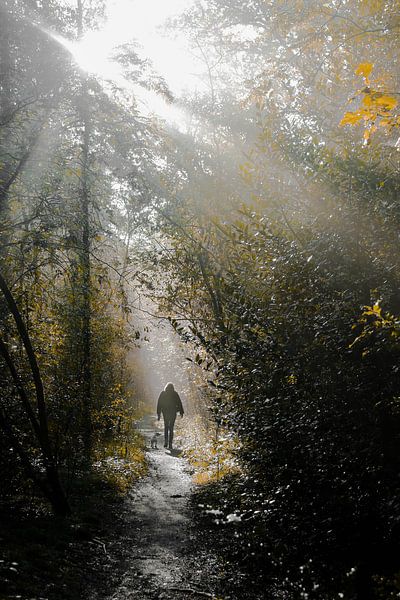 Sun harps and hiker with dog in the forest of End of Gooi in Hilversum with sunlight by Phillipson Photography