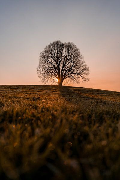 Dawn on the tree by Leo Schindzielorz
