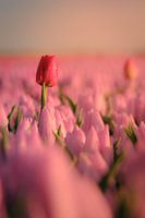 Uitstekende rode tulp