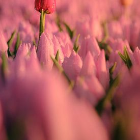 Uitstekende rode tulp van Sidney van den Boogaard