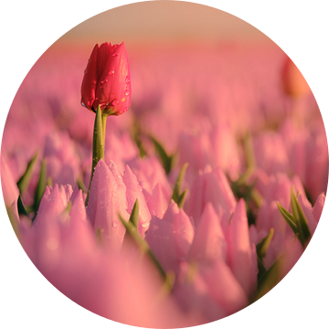 Uitstekende rode tulp