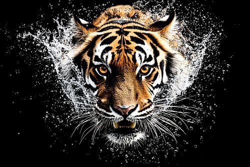 Tijger door water spetterend