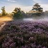 Morning glow over Galderse Heide Breda by JPWFoto