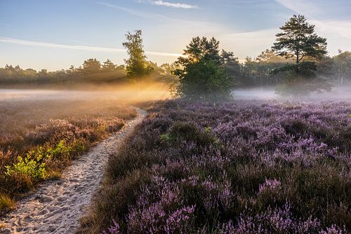 Morning glow over Galderse Heide Breda