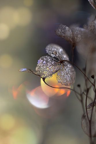 Dried hydrangea with bokeh 2