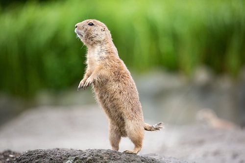 Curious prairie dog