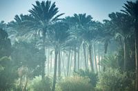 Palmbomen bos in Egypte