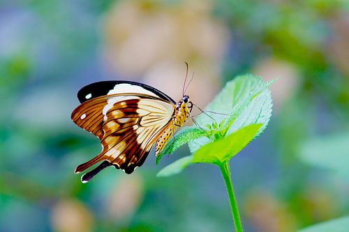 Papilio nephelus in detail