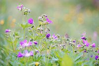 Twee vlinders rustend op geranium