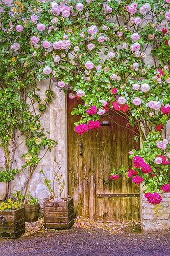 Red and white climbing roses