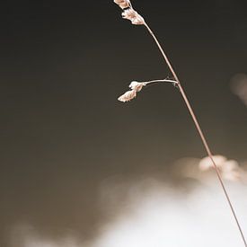 Die Natur in den Niederlanden von Nicole Geerinck