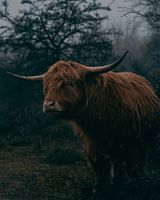 Highlander écossais