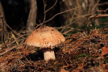 Paddenstoel in het bos