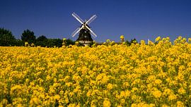 Rapsfeld mit Windmühle von Matthias Stolt