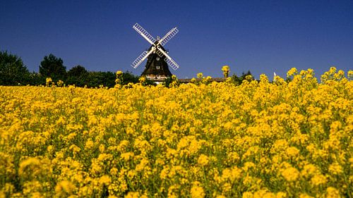 Champ de colza avec moulin à vent