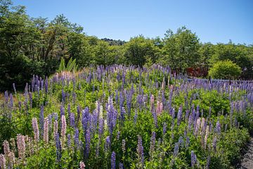 Lupinen am Wegrand