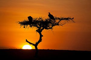 Lever du soleil dans le Masai Mara sur Angelika Stern