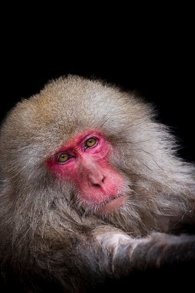 Penetrating portrait of a Japanese snow monkey by Hilda Weges