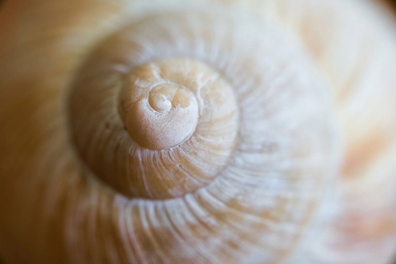 Snail shell by Heiko Kueverling