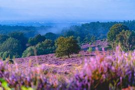 Das blühende Heidekraut auf der Posbank von Julius Pot