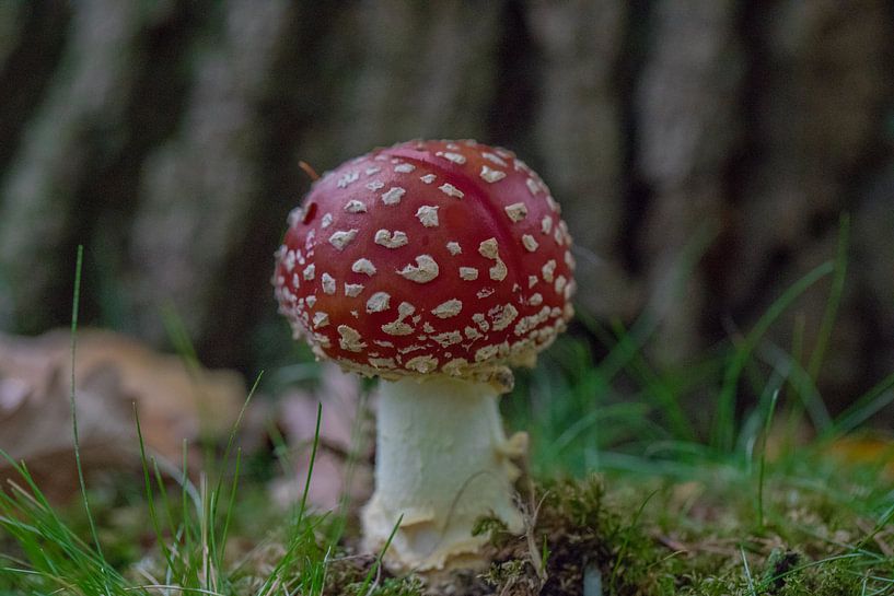 Champignon par Wesley Klijnstra