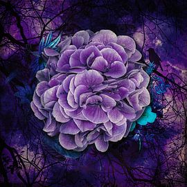 Looking Good at the Hydrangea by Helga Blanke