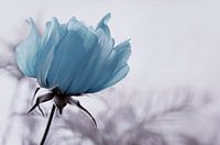 Cosmea