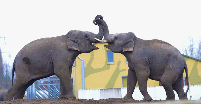 Olifanten stoeien by Martijn Wilbers