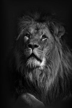 Portret van een leeuw. van Michar Peppenster