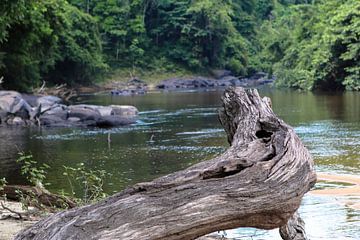 Remnants of a giant forest in the Sipaliwini river Suriname by rene marcel originals