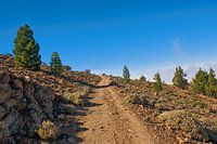 Walking trail through the rocky landscape of Teide national park, Tenerife