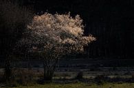 Currant tree in the sunlight on the Kampina. by Jos Pannekoek thumbnail